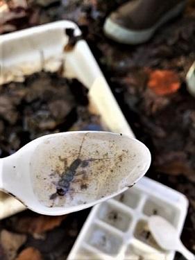 Macroinvertebrate Monitoring Workshop