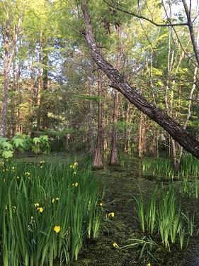 Wetland Monitoring Workshop