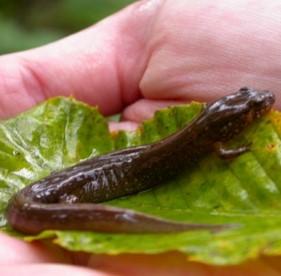 Santeetlah salamander