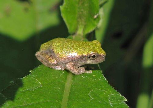 Treefrog on leaf