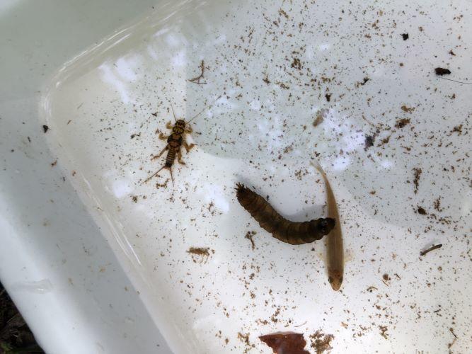 Macroinvertebrates in a tray 